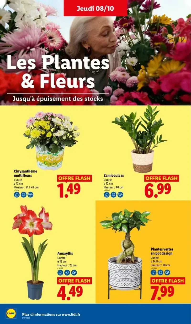 Sélection de plantes d'intérieur, incluant des amaryllis, des chrysanthèmes et des zamioculcas.