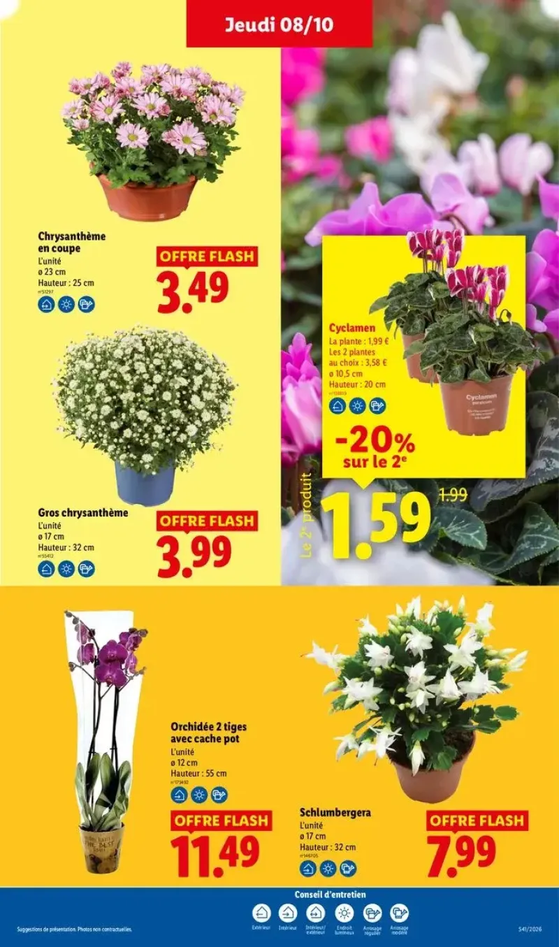 Offres sur des plantes fleuries comme le cyclamen, le schlumbergera et des orchidées avec cache-pot.
