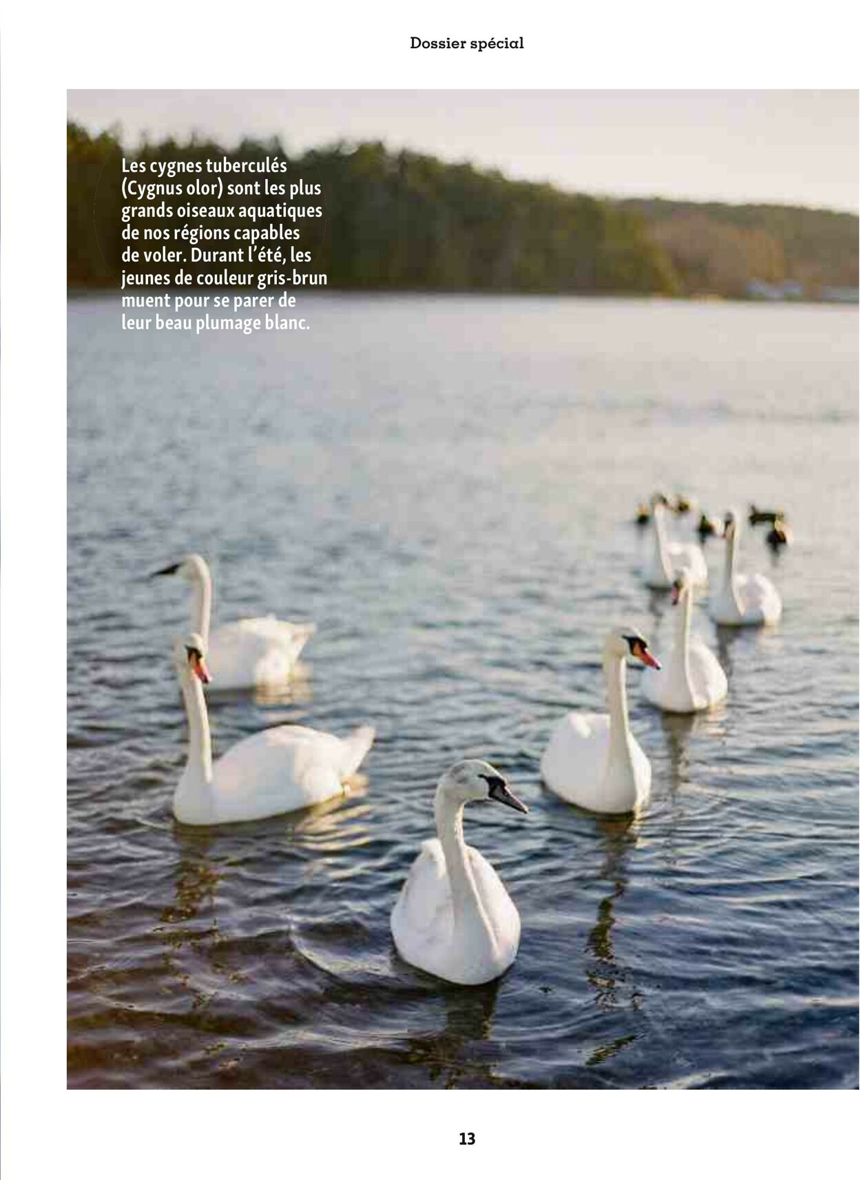  Catalog page 13 image 